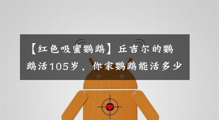 【红色吸蜜鹦鹉】丘吉尔的鹦鹉活105岁，你家鹦鹉能活多少岁？看看它还能陪你多久