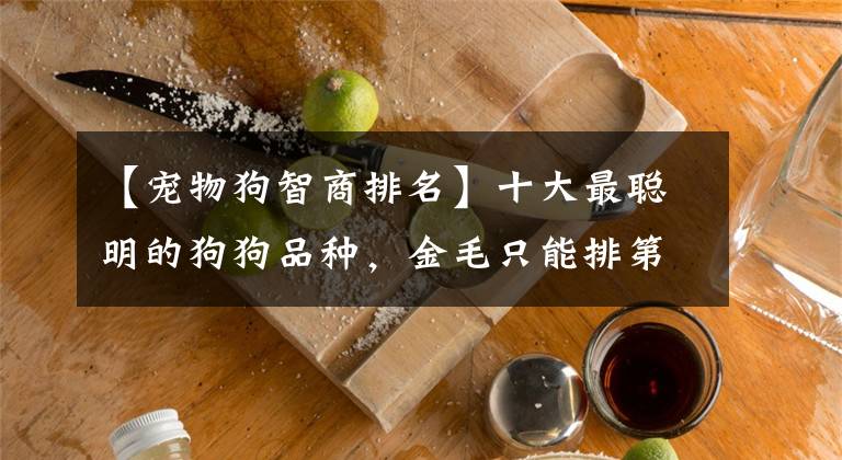 【宠物狗智商排名】十大最聪明的狗狗品种，金毛只能排第十！