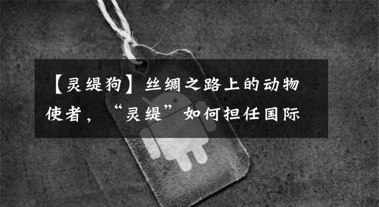 【灵缇狗】丝绸之路上的动物使者，“灵缇”如何担任国际友人？