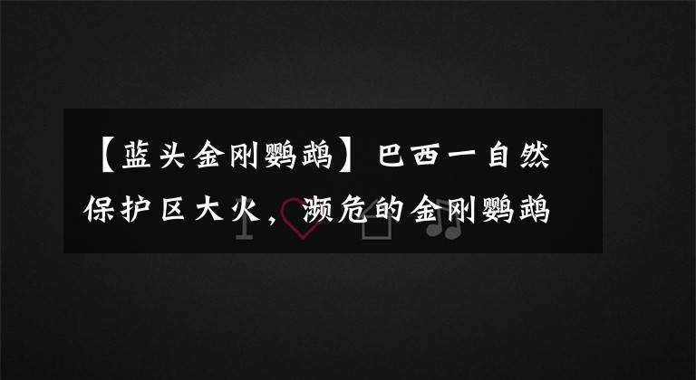 【蓝头金刚鹦鹉】巴西一自然保护区大火，濒危的金刚鹦鹉将何去何从
