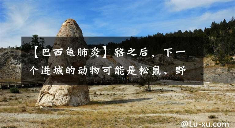 【巴西龟肺炎】貉之后，下一个进城的动物可能是松鼠、野猪
