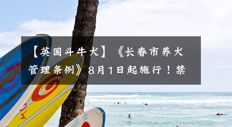 【英国斗牛犬】《长春市养犬管理条例》8月1日起施行！禁止携带犬只乘坐除出租车以外公共交通工具 同时公布禁养犬名录
