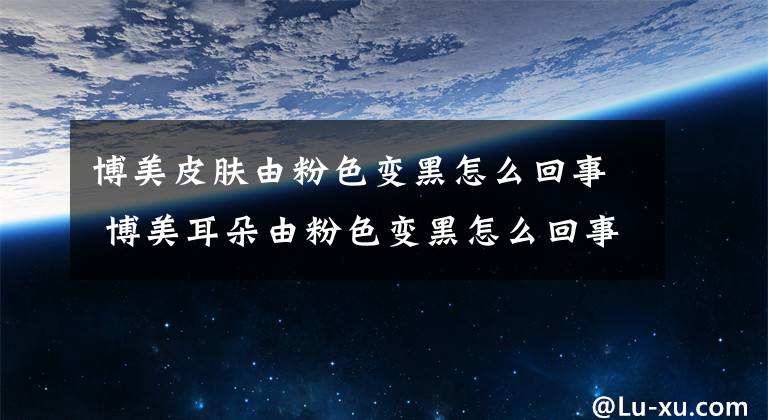 博美皮肤由粉色变黑怎么回事 博美耳朵由粉色变黑怎么回事