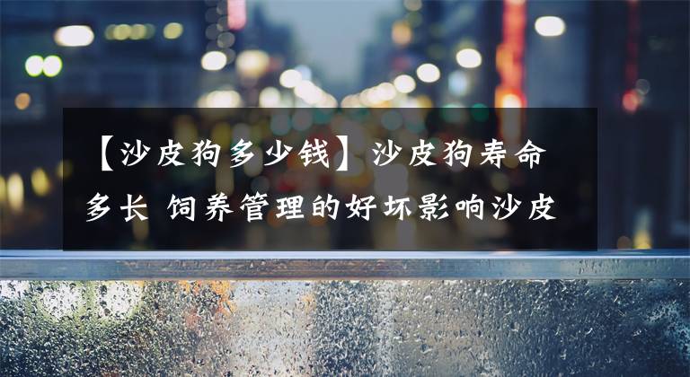 【沙皮狗多少钱】沙皮狗寿命多长 饲养管理的好坏影响沙皮犬寿命