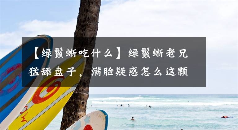 【绿鬣蜥吃什么】绿鬣蜥老兄猛舔盘子，满脸疑惑怎么这颗橘子咬不起来