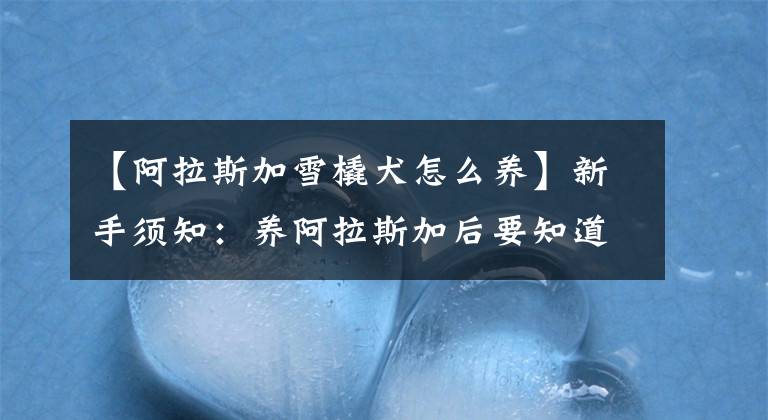 【阿拉斯加雪橇犬怎么养】新手须知：养阿拉斯加后要知道的四件事！