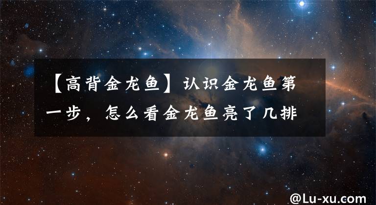 【高背金龙鱼】认识金龙鱼第一步，怎么看金龙鱼亮了几排