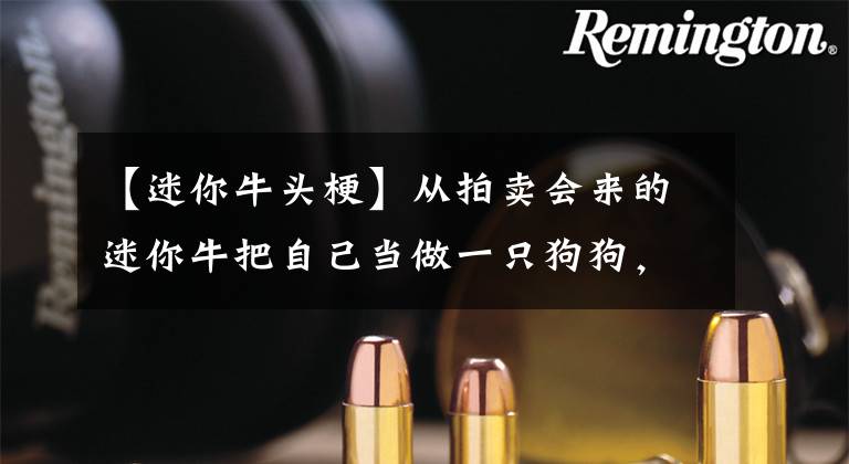 【迷你牛头梗】从拍卖会来的迷你牛把自己当做一只狗狗，和12只汪是亲密好伙伴