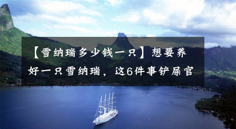 【雪纳瑞多少钱一只】想要养好一只雪纳瑞，这6件事铲屎官最好少做，不然无法挽回