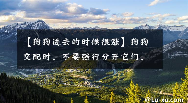 【狗狗进去的时候很涨】狗狗交配时，不要强行分开它们，这样伤害很大