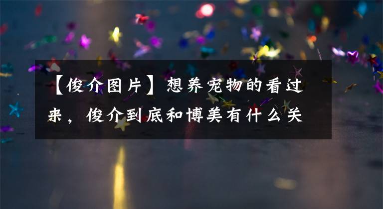 【俊介图片】想养宠物的看过来，俊介到底和博美有什么关联？