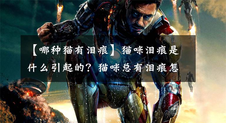 【哪种猫有泪痕】猫咪泪痕是什么引起的？猫咪总有泪痕怎么办？