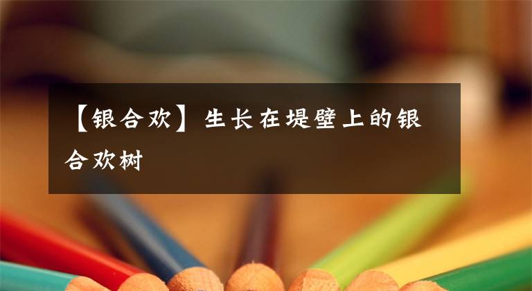 【银合欢】生长在堤壁上的银合欢树