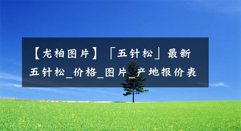 【龙柏图片】「五针松」最新五针松_价格_图片_产地报价表