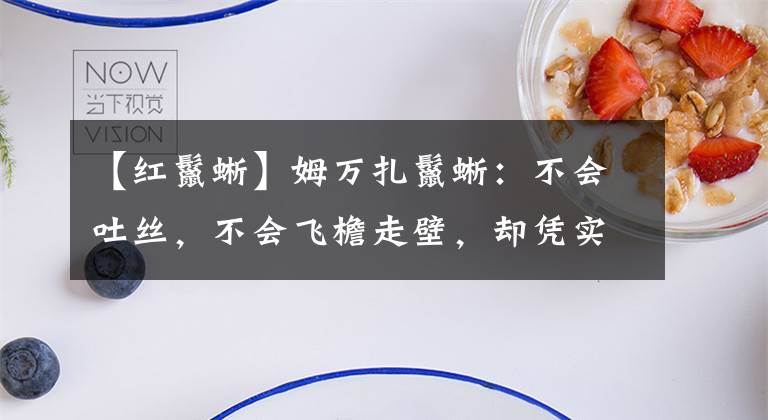 【红鬣蜥】姆万扎鬣蜥：不会吐丝，不会飞檐走壁，却凭实力模仿蜘蛛侠
