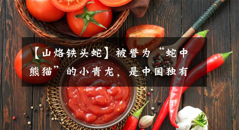 【山烙铁头蛇】被誉为“蛇中熊猫”的小青龙，是中国独有蛇类，为何频频现身国外