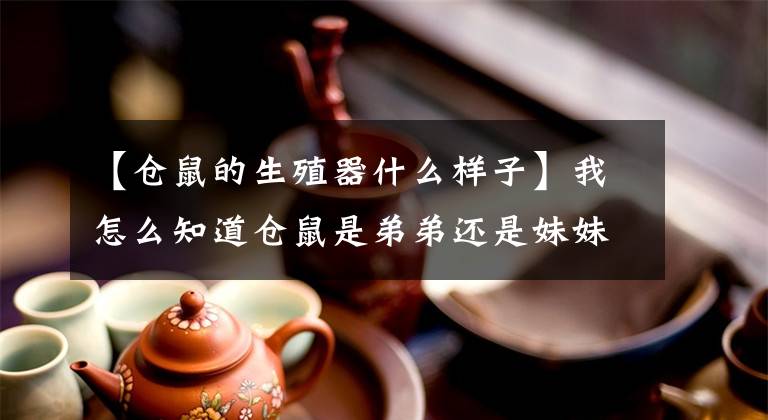 【仓鼠的生殖器什么样子】我怎么知道仓鼠是弟弟还是妹妹？注意这几点就知道了