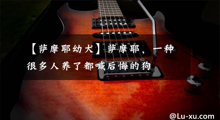 【萨摩耶幼犬】萨摩耶，一种很多人养了都喊后悔的狗