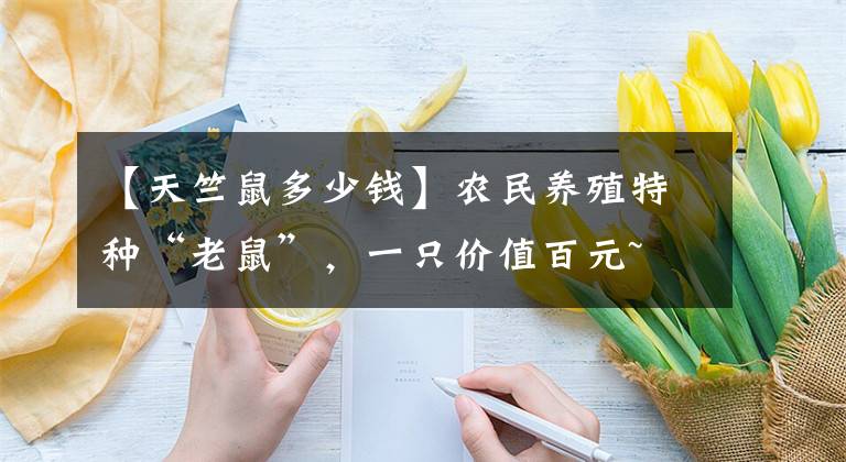 【天竺鼠多少钱】农民养殖特种“老鼠”，一只价值百元~