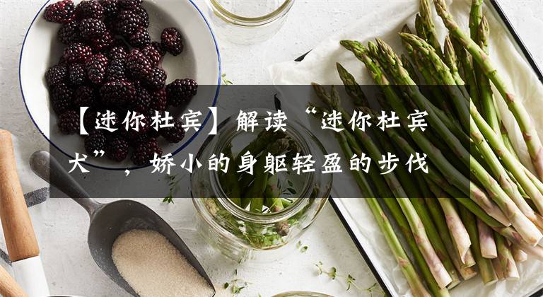 【迷你杜宾】解读“迷你杜宾犬”，娇小的身躯轻盈的步伐，家养小宠的首选
