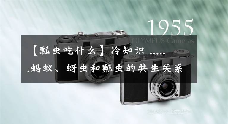 【瓢虫吃什么】冷知识 ......蚂蚁、蚜虫和瓢虫的共生关系