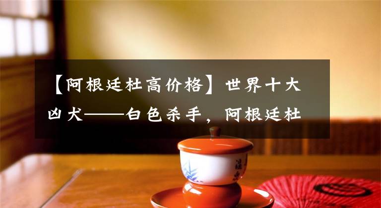 【阿根廷杜高价格】世界十大凶犬——白色杀手，阿根廷杜高犬
