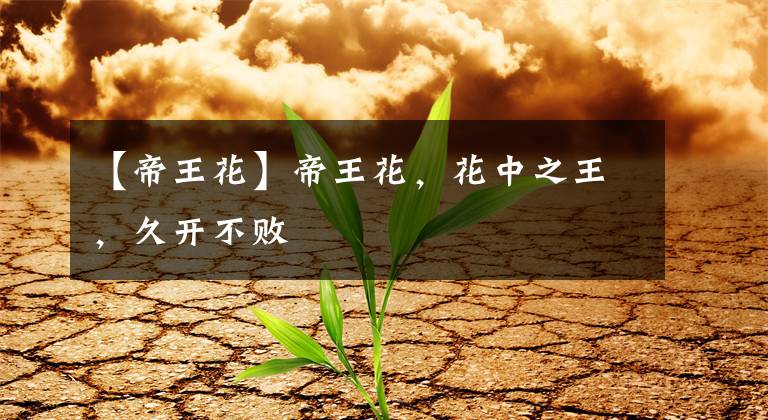 【帝王花】帝王花，花中之王，久开不败