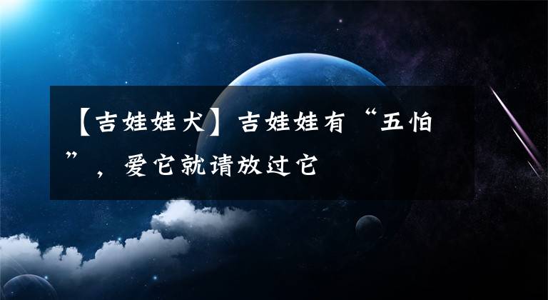 【吉娃娃犬】吉娃娃有“五怕”，爱它就请放过它