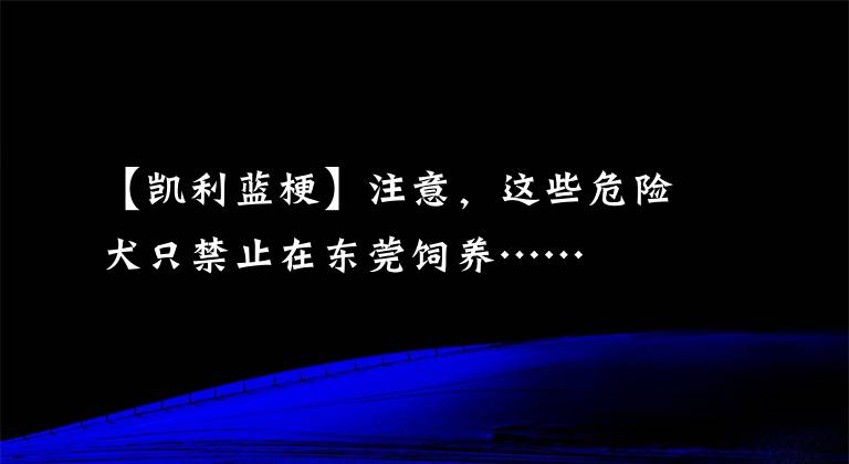 【凯利蓝梗】注意，这些危险犬只禁止在东莞饲养……