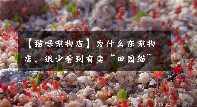 【猫咪宠物店】为什么在宠物店，很少看到有卖“田园猫”？原因让人心疼
