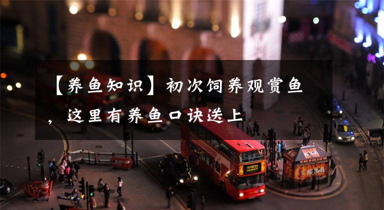 【养鱼知识】初次饲养观赏鱼，这里有养鱼口诀送上