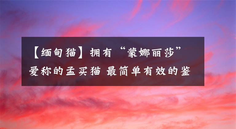 【缅甸猫】拥有“蒙娜丽莎”爱称的孟买猫 最简单有效的鉴别方法全在这里