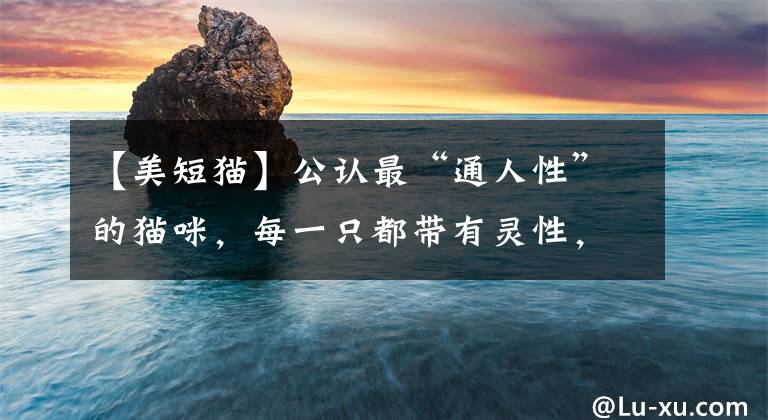【美短猫】公认最“通人性”的猫咪，每一只都带有灵性，让主人骄傲