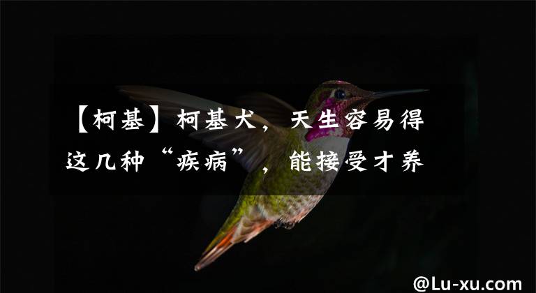 【柯基】柯基犬，天生容易得这几种“疾病”，能接受才养