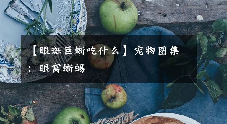 【眼斑巨蜥吃什么】宠物图集：眼窝蜥蜴
