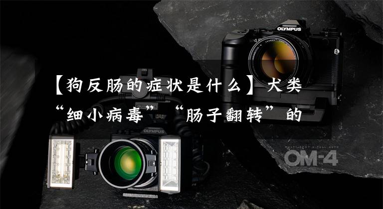 【狗反肠的症状是什么】犬类“细小病毒”“肠子翻转”的症状及时治疗是生存的关键！