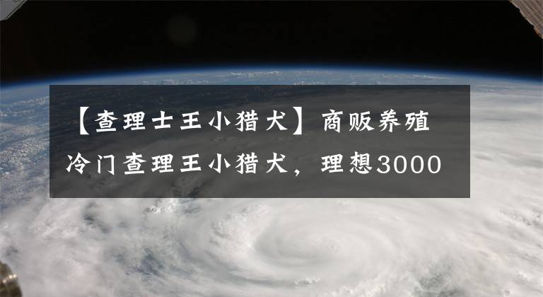 【查理士王小猎犬】商贩养殖冷门查理王小猎犬，理想3000出售，现实不低于800元！