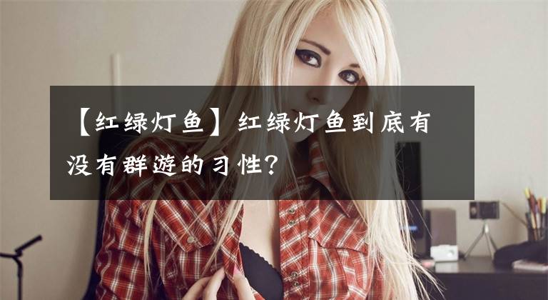 【红绿灯鱼】红绿灯鱼到底有没有群游的习性？