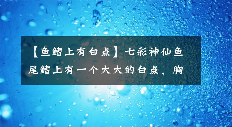 【鱼鳍上有白点】七彩神仙鱼尾鳍上有一个大大的白点，胸鳍破损，一定是白点病吗？