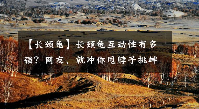 【长颈龟】长颈龟互动性有多强？网友，就冲你甩脖子挑衅那个姿势谁受得了！