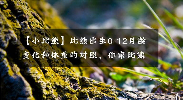 【小比熊】比熊出生0-12月龄变化和体重的对照，你家比熊符合标准吗？