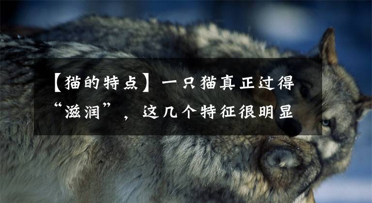 【猫的特点】一只猫真正过得“滋润”，这几个特征很明显