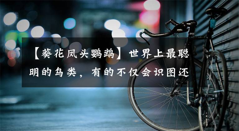 【葵花凤头鹦鹉】世界上最聪明的鸟类，有的不仅会识图还会借力使力聪明至极