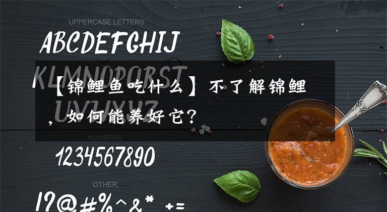 【锦鲤鱼吃什么】不了解锦鲤，如何能养好它？