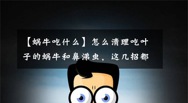 【蜗牛吃什么】怎么清理吃叶子的蜗牛和鼻涕虫，这几招都能轻松解决