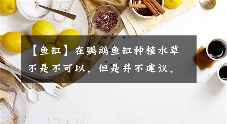 【鱼缸】在鹦鹉鱼缸种植水草不是不可以，但是并不建议，原因在哪？