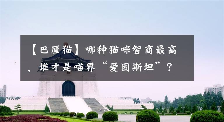 【巴厘猫】哪种猫咪智商最高，谁才是喵界“爱因斯坦”？