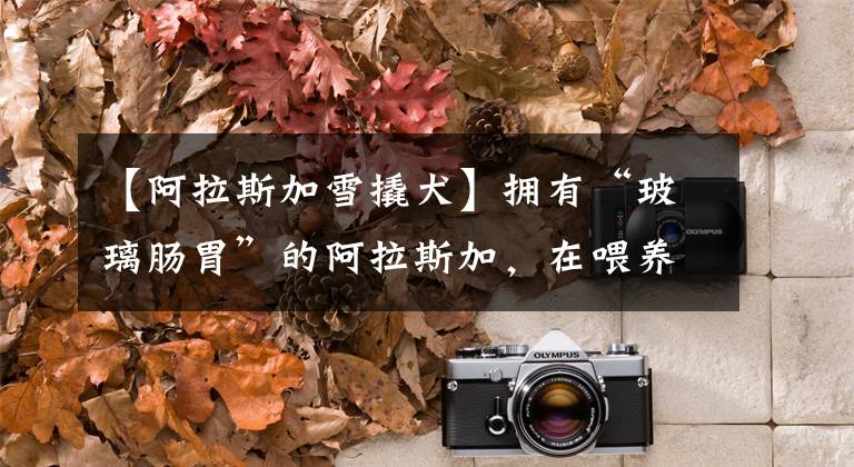 【阿拉斯加雪撬犬】拥有“玻璃肠胃”的阿拉斯加，在喂养方面要注意什么