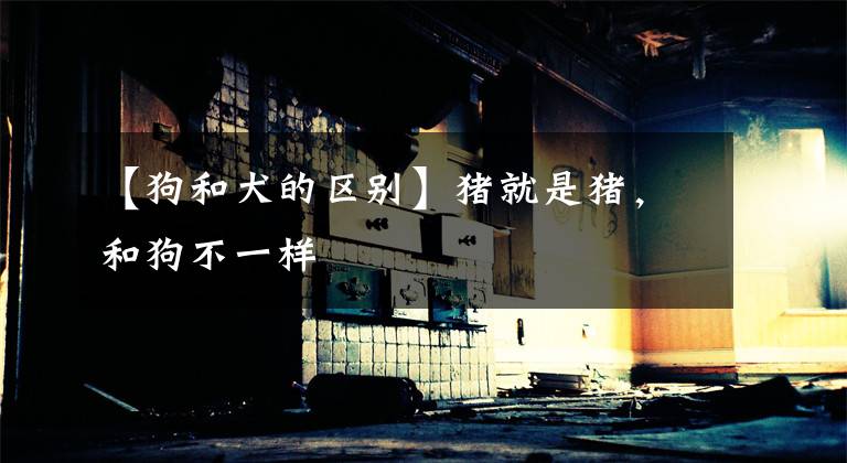 【狗和犬的区别】猪就是猪，和狗不一样