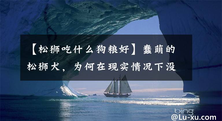 【松狮吃什么狗粮好】蠢萌的松狮犬，为何在现实情况下没有那么受欢迎，这些原因很重要